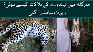 How did the leopard die in Margala Hill | Initial report of the investigation surfaces | Aaj News