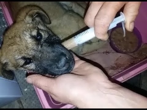 Видео: Кормление больных собак - Можно ли отпускать больных собак без еды?