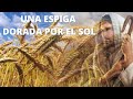 UNA ESPIGA DORADA POR EL SOL - CANTO PARA MISA