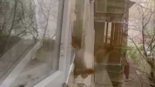 Что снится кошке? Что снится кошке?