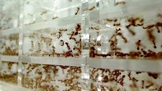 How to have an EPIC Antfarm: Helpful Tips for Amateur & Wannabe Ant Keepers