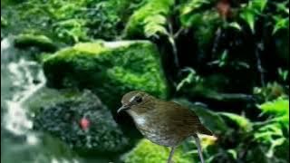 suara air dan burung di hutan buat terapi jongkangan coklat