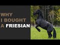 6 reasons why i bought a friesian