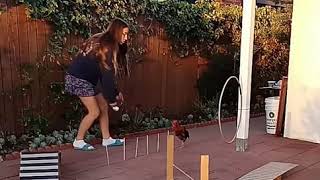 Chicken Agility with Miracle