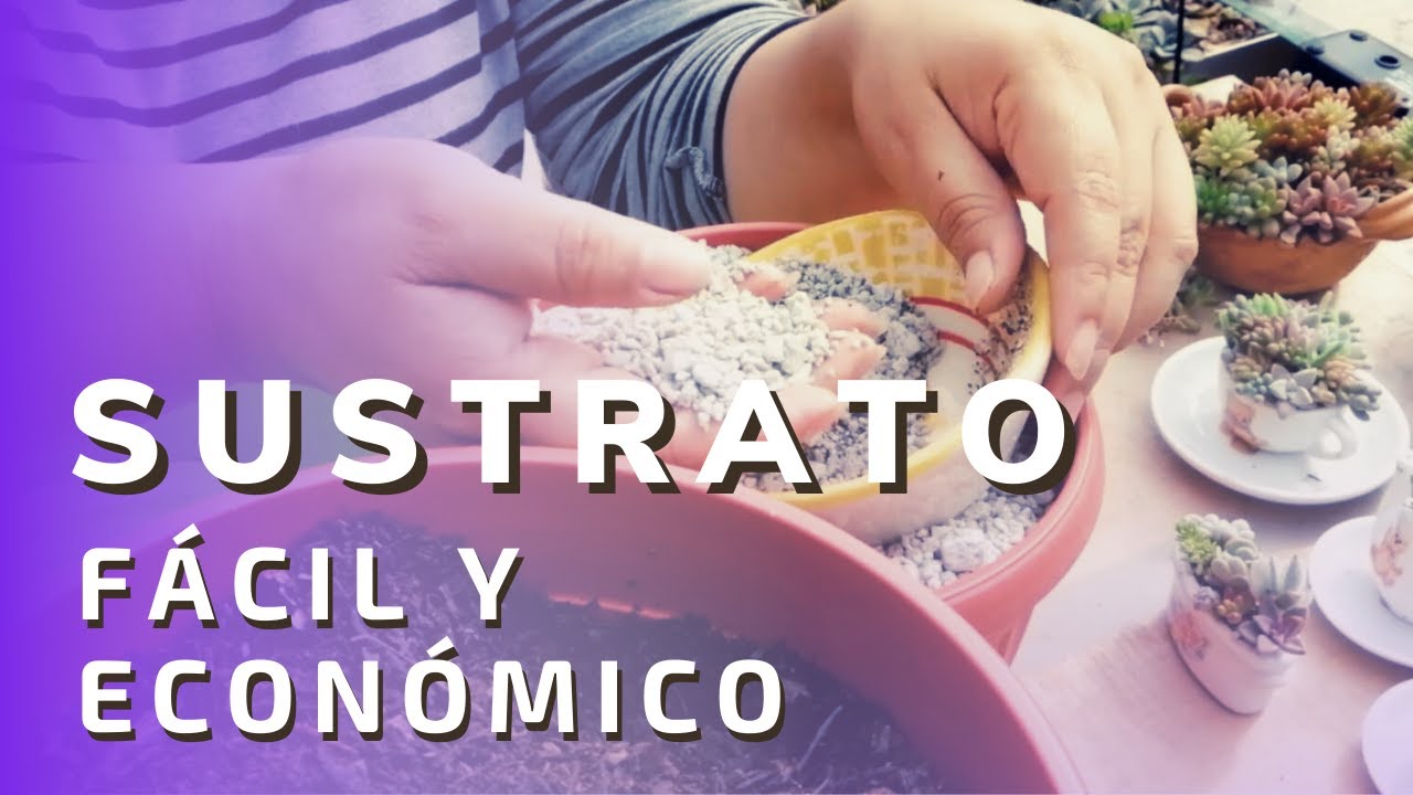 🌱 Sustrato fácil y económico para Suculentas - Arreglos y más 💚