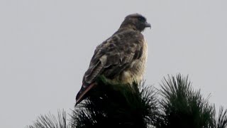 Crow dive-bombs the Red-tailed Hawk