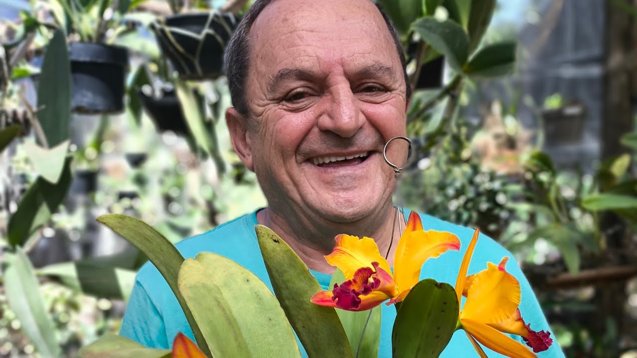 Nobilior e walkerianas a venda e um show de florações. 