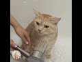 Cats hate water, they said.