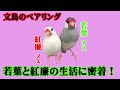 【シルバー文鳥】若葉と紅廉の1か月 One month life of Wakaba and Koren Java sparrow pairing!