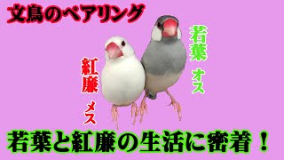 【シルバー文鳥】若葉と紅廉の1か月 One month life of Wakaba and Koren　Java sparrow pairing!