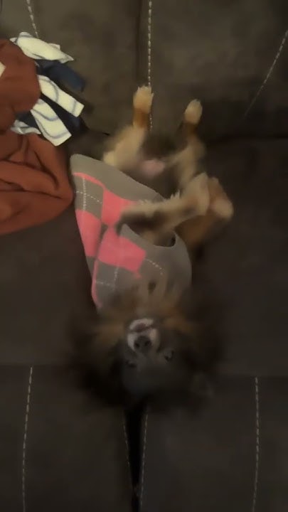 my-dog-just-started-sleeping-like-this-viral-viralvideos-youtube