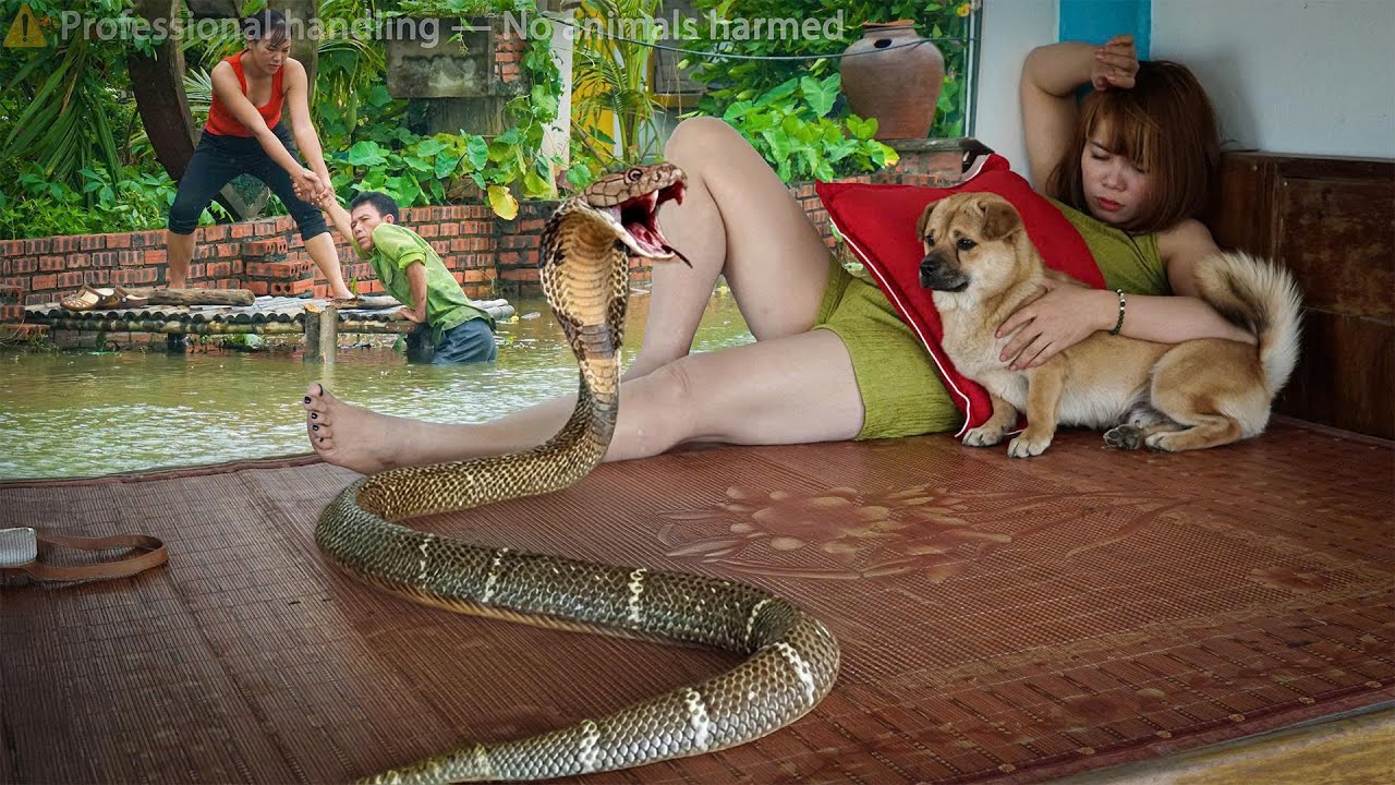 72 Hours on High Alert —King cobra stalks girl in bed… The Rescue Was Unbelievable