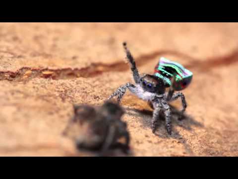 Video: Federico Martelli „Păianjenul Negru” - Vedere Alternativă
