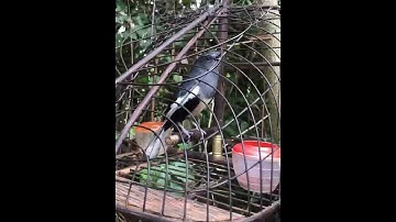 chòe than mái mồi hót siêu căng lửa