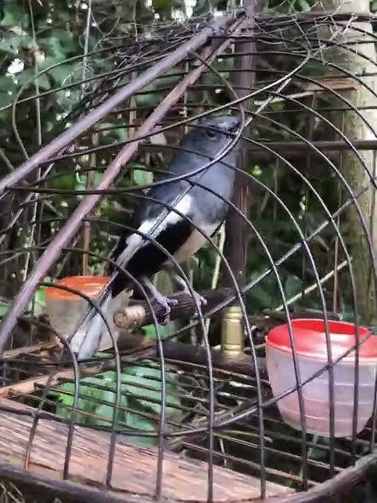 the sound of a female bird