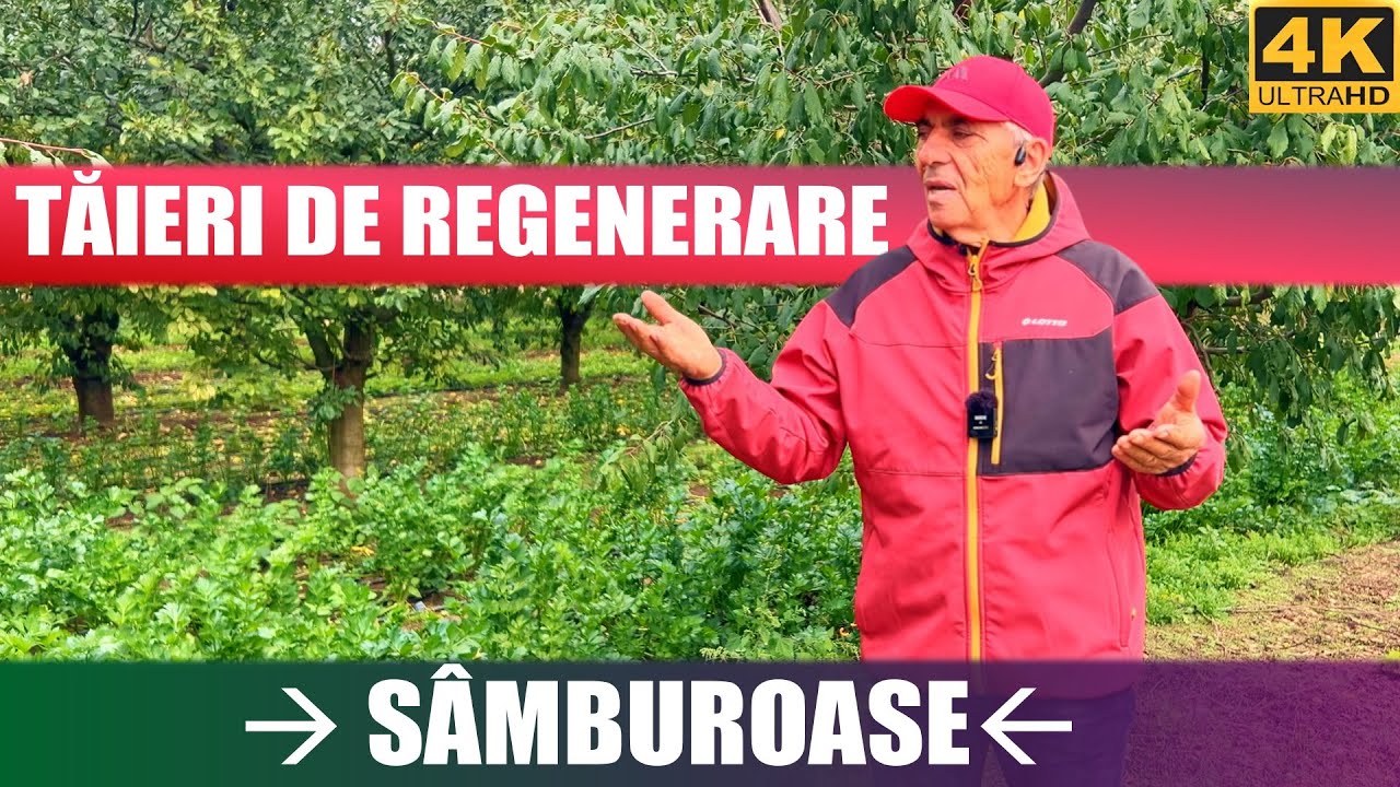 🌳✂️ Когда проводится омолаживающая обрезка абрикосовых, сливовых, персиковых и вишневых деревьев? 🍑🍒