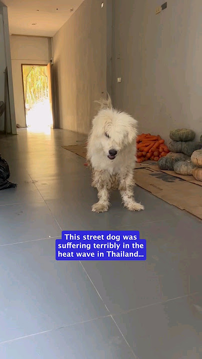 This Shaggy dog was struggling in the Thai heat. Now he's feeling incredible