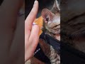 ❤️🩹 #cat #catshorts #kitten #cute #ジブリ #pets #peace #baby #animals #love #catball #cutesy#staycute