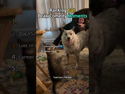 Peak Comedy Cat