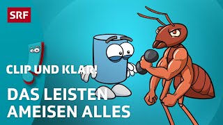 Warum Sind Ameisen So Stark? Srf Kids Clip Und Klar Für Kinder Erklärt