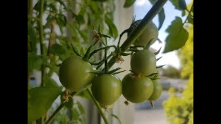 Indoor Tiny Tim Tomatoes_Update 2 (Flowering and fruiting)