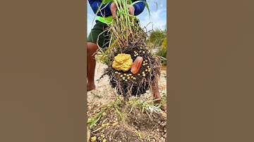 ASMR gold — extracting gold stuck to chalcedony rock using a chisel.