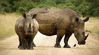 Rhinocéros - Mammifères Périssodactyles - Des Animaux