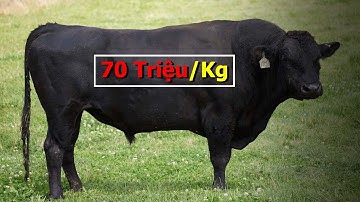 Bò KoBe Được Nuôi Như Thế Nào Mà Thịt Lại Đắt Vậy