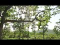 Uplifting Trees 🌳 | 1 Hour of Relaxing &amp; Inspiring Music for Peaceful Moments 감성을 깨우는 가을 🌳