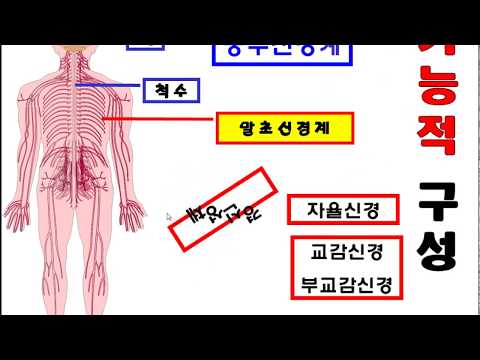 3단원 14차시 말초신경계(1)- 체성신경계