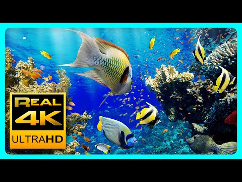 Le meilleur aquarium 4K avec de la musique de méditation – 2 heures – Économiseur d’écran 4K UHD