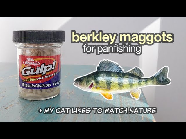 Will Panfish Eat Micro Bait, Berkley Gulp Maggots? + My Cute Cat
