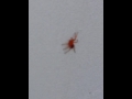 クモ 赤い 小さい 323414-クモ 赤い 小さい