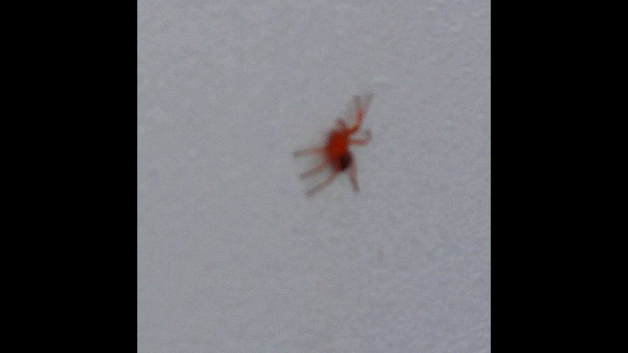 赤い小さな蜘蛛発見 こいつの正体は コクサグモの幼体です Youtube