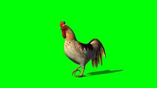 Green screen ayam