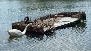 "Black swan tends eggs on a nesting platform as a mute swan moves in and out nearby 🦢🥚🌿🌊"