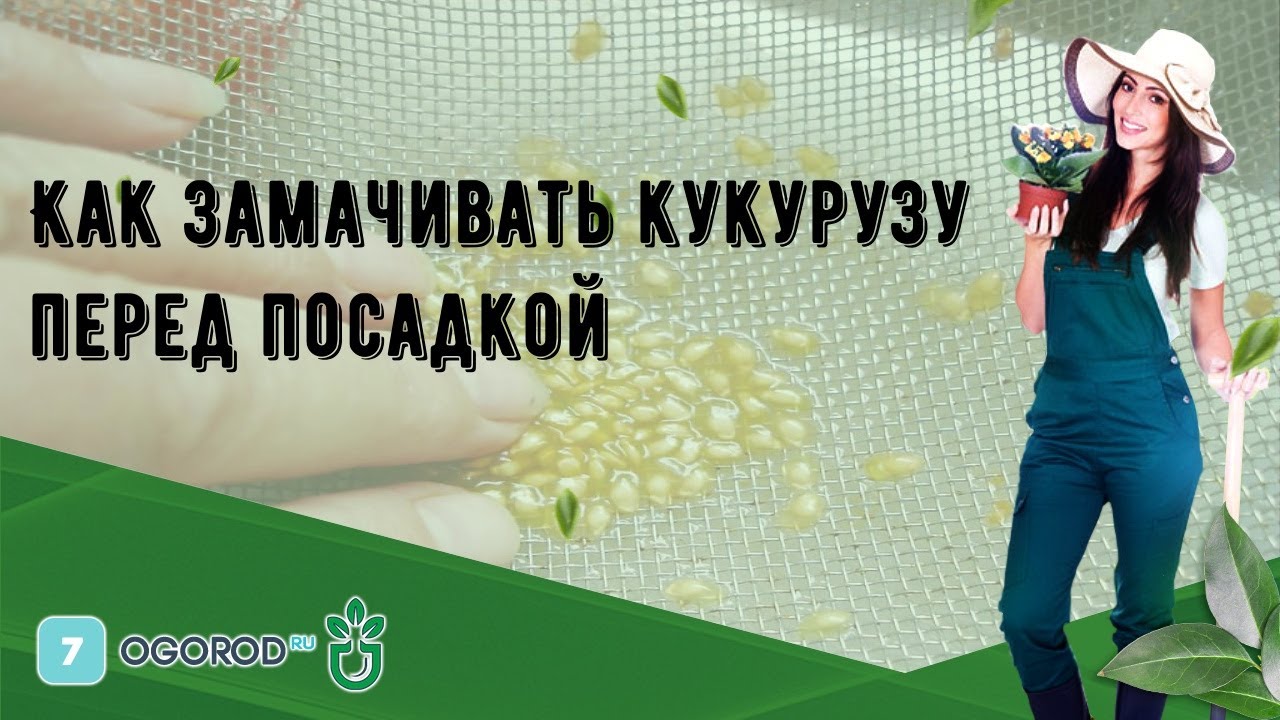 Кроки замочування кукурудзи