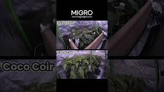 Living Soil Vs. Coco Coir Timelapse
