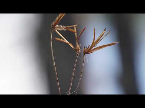 Wideo: Kontrola mchu kulistego: co zrobić z mchem kulistym w drzewach pekan