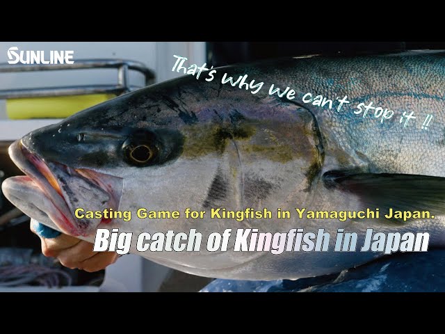 【Big catch of King fish】Casting Game for Kingfish in Yamaguchi Japan. class=