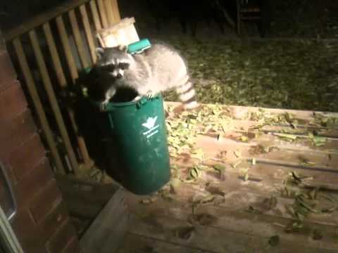 Raccoon vs green bin - YouTube
