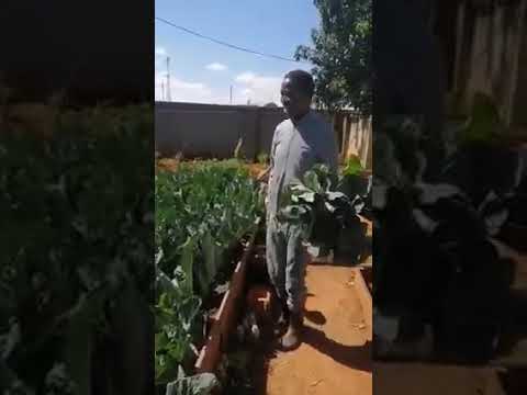 Former president Edgar Lungu has taken up gardening as a hobby