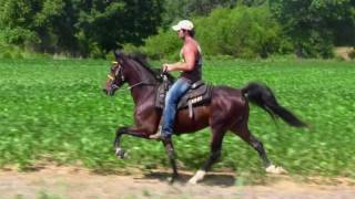 Speed Racking Single Footing Stallion JD's Casanova  Jacob Parks Horsemanship