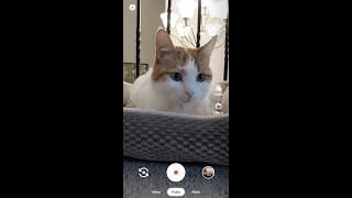 Duo: Android: How to make calls and group calls