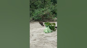Terekam Jelas detik-detik ruak ruak terkena jerat #shorts