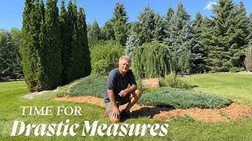 Pruning Back A Ground Cover Juniper Invading The Grass