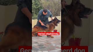 intelligent dog German shepherd 🐕🐕💯💯😎😎#shorts #dog #video #ytshorts