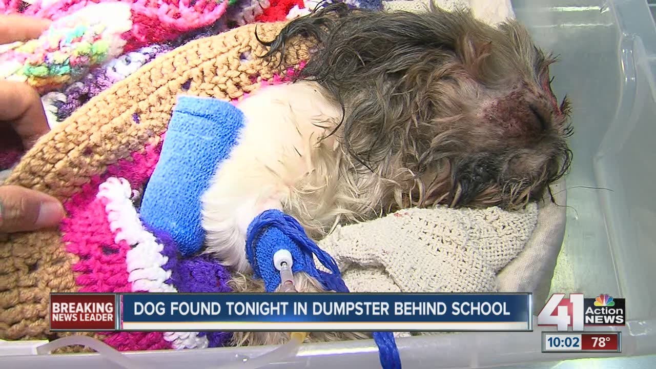 Dog recovering after being thrown away in a dumpster - YouTube