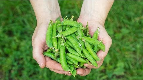 Fresh to Frozen Peas