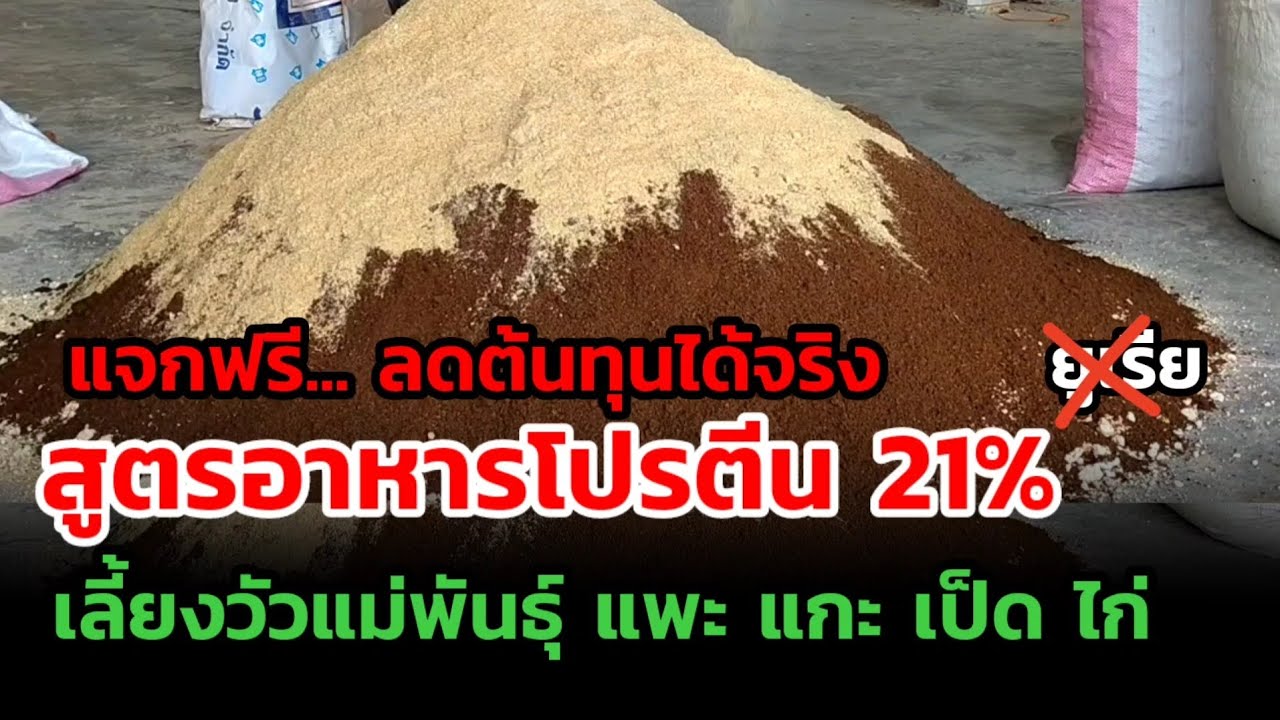 แจกสูตรอาหารลดต้นทุน โปรตีน 21% ไม่มียูเรีย เลี้ยงวัวแม่พันธุ์ แพะ แกะ เป็ด ไก่ อ้วนดี #เลี้ยงวัว